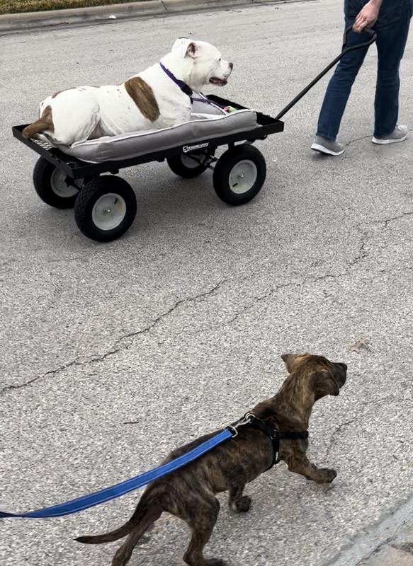 Dog being pulled in a wagon